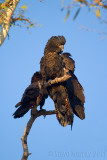 Red-tailed Black Cockatoo (Calyptorhynchus banksii banksii)