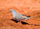 Diamond Dove (Geopelia cuneata)