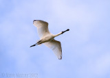 Royal Spoonbill (Platelea regia)