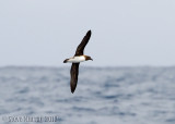 Tahiti Petrel (Pseudobulweria rostrata)