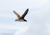 Tahiti Petrel (Pseudobulweria rostrata)