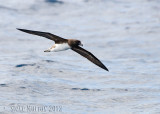 Tahiti Petrel (Pseudobulweria rostrata)