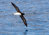 Tahiti Petrel (Pseudobulweria rostrata)