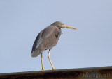 Pacific Reef Heron (Egretta sacra)