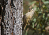 Brown Treecreeper (Climacteris picumnus)