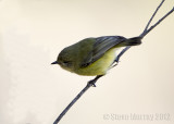 Yellow Thornbill (Acanthiza nana)