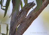 Tawny Frogmouth (Podargus strigoides phalaenoides)