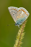 Common blue/ Icarus blauwtje 101