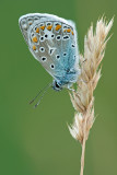 Common blue/ Icarus blauwtje 106