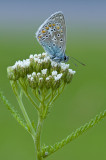 Common  blue/Icarusblauwtje 115