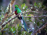 Quetzal.   All photos of Costa Rica were taken by digiscoping