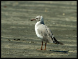 grey Headed Gull-Grijskopmeeuw