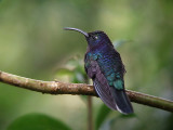 Violet Sabrewing.