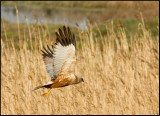 Western Marsh Harrier -Bruine Kiekendief