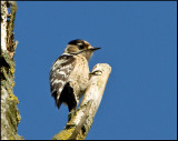 Lesser spotted Woodpecker- Kleine Bonte specht - Dendrocopos minor