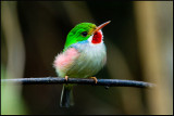 Cuban Tody.- Cubaanse Tody - Todus multicolor