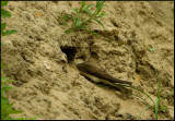 Sand Martin - Oeverzwaluw - Riparia riparia.