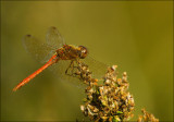 Bruinrode heidelibel-Common Darter-3384