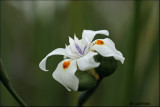 Orchidee_MG_9631