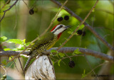 Cuban Green Woodpecker - Cubaanse groene specht -  Xiphidiopicus percus .