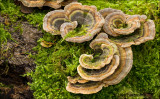 Turkey Tail - Elfenbankje 4993