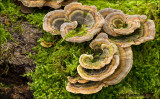 Turkey Tail  - Elfenbankje 4993