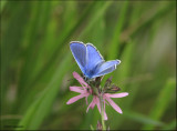 Silver Studded Blue - Heideblauwtje 7205