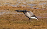 Dark- bellied Brant Goose  - Rotgans_P4B2186