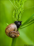 Garden snail - Tuinslak 6525