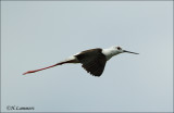 Black-winged Stilt  - Steltkluut - Himantopus himantopus 