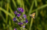 Hummingbird Hawk-moth - Kolibrievlinder