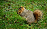 Fox Squirrel