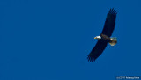 Bald Eagle On The Wing