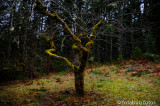 A Crook In a Tree