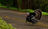 Strutting His Stuff