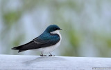 Elusive Tree Swallow At Rest