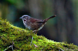 Song Sparrow