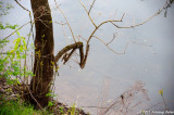 D700-042611-131.jpg