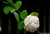 D700-042611-195.jpg