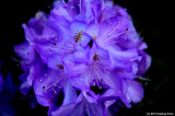 Our Purple Rhododendrun