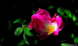 D7000-060311-084.jpg