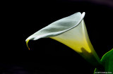 A Lovely Calla Lily