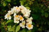 D3-060611-197.JPG
