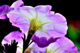 Backlit Petunia