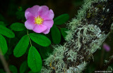 California Wild Rose