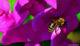 The Bee's Knees