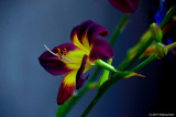 Luscious Looking Lily