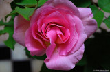One of Carols Roses