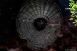 Oh, What Tangled Webs We Weave!