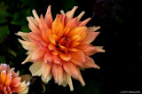 Dahlia, Still Blooming in October